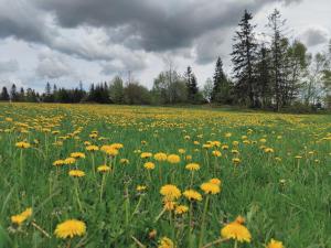 a field full of yellow flowers in a field at Wrzosowy Dwór - SPA in Skomielna Czarna