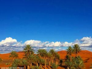 a group of palm trees in the desert at Hotel Riad Le Petit Prince in Merzouga