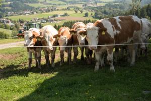 a herd of cows standing on a grassy hill at Ferienhaus Reisinger Promschhof in Semriach