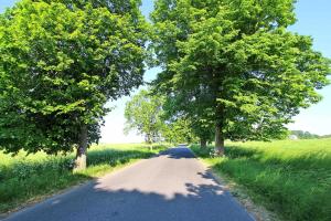 アルテンキルヒェンにあるFerienwohnungen Altenkirchen RUeGの畑の脇に二本の木が並ぶ道