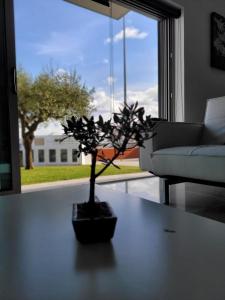 un árbol en maceta sentado en una mesa en una sala de estar en Olive Ap. en Torreira