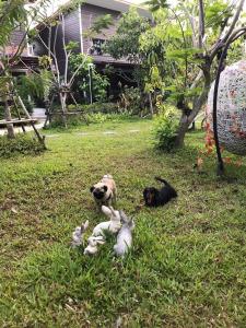 two dogs laying in the grass in a yard at บ้านสวนใกล้กรุงบางกะเจ้า in Phra Pradaeng