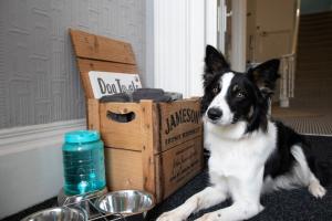 un chien noir et blanc assis à côté d'une boîte dans l'établissement The Belmont, à Torquay