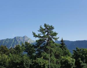 un pin avec des montagnes en arrière-plan dans l'établissement Heidi, à Leysin