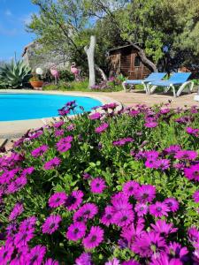 a bunch of pink flowers in front of a pool at Casita Miramar in El Paso