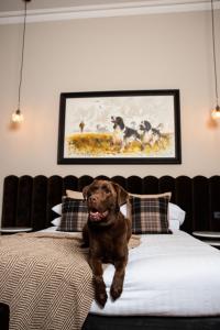 a dog sitting on a bed in a room at Mount Gambier Hotel in Mount Gambier