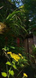 Garður fyrir utan WuYuan QiYe YanXiang Guesthouse