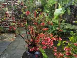 un jarrón lleno de flores rojas en un jardín en WuYuan QiYe YanXiang Guesthouse, en Wuyuan
