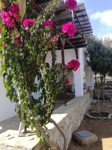 Zahrada ubytování Gio st Gio apartment 1 Antiparos st.Giorgio