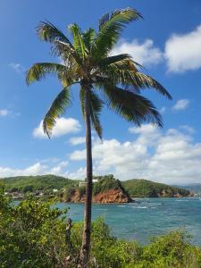 a palm tree in front of the ocean at le TI-ANOLIS tartane martinique in La Trinité