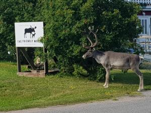 Altri animali domestici presso l'affittacamere o nei dintorni