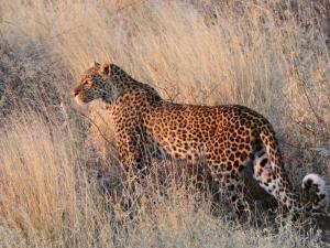 a cheetah walking through the tall grass at Ngangane Lodge & Reserve in Francistown