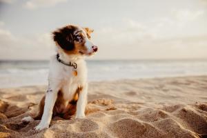 a dog sitting in the sand on the beach at Seaside 43 in Sankt Peter-Ording