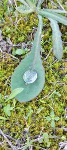 a green leaf with a drop of water on the ground at Arcamyrtus in Alghero