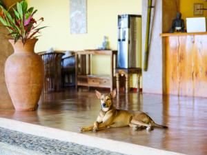 un perro tirado en el suelo en una sala de estar en Copa De Arbol Beach & Rainforest Resort, en Drake