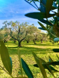 un campo de césped verde con árboles en el fondo en Podere al Fico B&B en Collemezzano