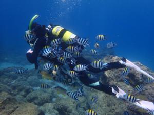 Galeri foto Kenting Ocean World Diving II di Kota Tua Hengchun