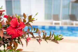 una flor roja frente a una piscina en Crystal Villa Miyakojima Sunayama Beach, en Isla Miyako