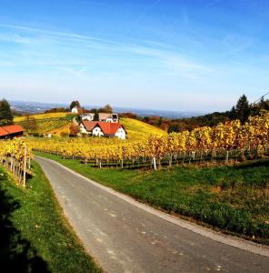韋因地區拉奇的住宿－Weingut Schwarzl，山坡上一座房子的葡萄园里的道路