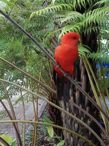 Gallery image of Eildon Parkview Motor Inn Room 3 in Eildon +8 photos