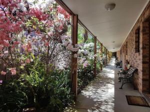 a corridor with flowers on the wall of a building at Eildon Parkview Motor Inn Room 8 in Eildon