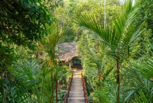卡迪的住宿－Amritara Shalimar Spice Garden Resort & Spa，一条穿过丛林的棕榈树小径