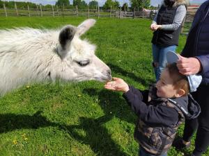 Foto dalla galleria di Pensjonat Przy Stajni a Kierzkowo Altre 55 foto