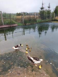 Foto dalla galleria di Pensjonat Przy Stajni a Kierzkowo