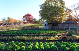 a field of crops with a barn in the background at Chatham Bars Inn in Chatham