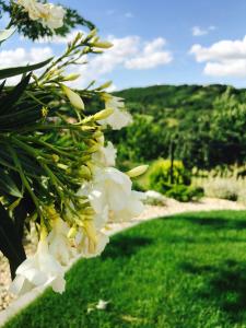 セクサールドにあるVass-Villa Vendégházの緑の芝生に白い花束