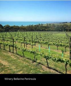 a vineyard with a bunch of grapes in a field at Close to Coast & Bellarine Peninsula in Moolap