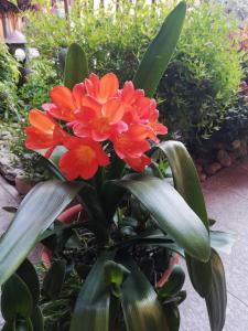 A garden outside A due passi dal Castello