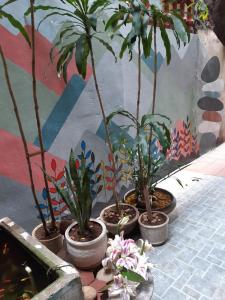 a group of five potted plants sitting on a sidewalk at Tonkin Homestay in Hanoi