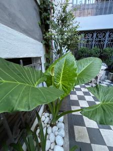 a plant with large green leaves next to a building at Le Petit Palais in Buenos Aires