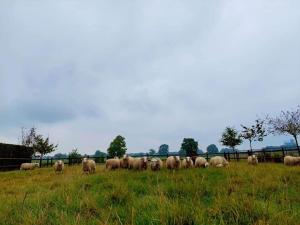 una manada de ovejas pastando en un campo de hierba en De Beredoezen - sfeervolle vakantiewoning in de gezellige Kempen, en Retie
