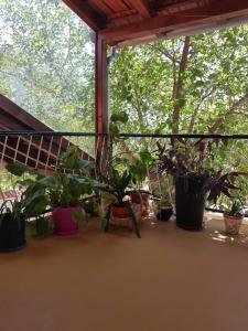 Zahrada ubytování Apartmani Corleone