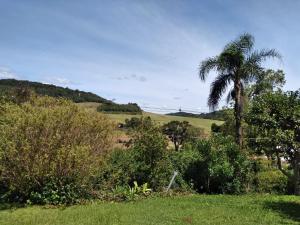 a palm tree in the middle of a field at Sossego do Interior II in Nova Petrópolis