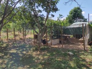 une clôture avec un arbre et une tente dans l'établissement Sítio das Jaqueiras, à Bom Jardim