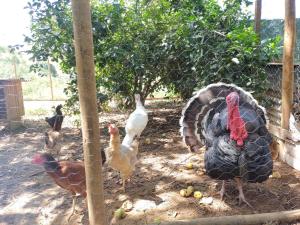 a group of chickens standing next to a fence at Sítio das Jaqueiras in Bom Jardim