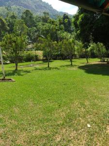 um campo de relva verde com árvores ao fundo em Sítio das Jaqueiras em Bom Jardim