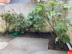un jardin avec des plantes et un tuyau à côté d'un mur dans l'établissement Lepihue III, à Puerto Montt