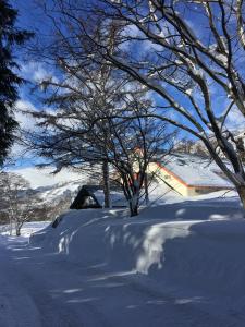 小谷村的住宿－Canopy Lodge - Boutique Lodge at Hakuba Cortina，一座有树木和房子的雪地庭院