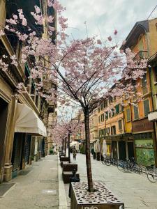 a tree in the middle of a street with pink flowers at Palazzo dei Notai in Bologna