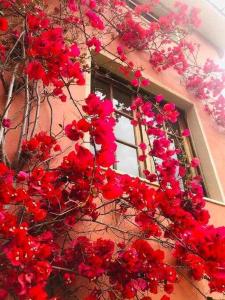 un bouquet de fleurs rouges devant une fenêtre dans l'établissement Casa estilo rural con jardín entre playa y montaña, à Caravia