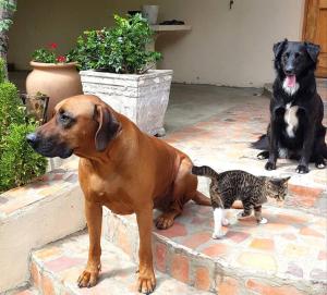 a dog and a cat sitting on a patio at 34 Steyn Street, Barrydale in Barrydale