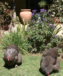 two chickens walking in the grass in a garden at 34 Steyn Street, Barrydale in Barrydale