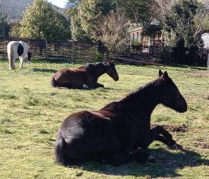 three horses laying on the grass in a field at 34 Steyn Street, Barrydale in Barrydale