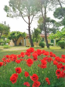 um campo de papoilas vermelhas em frente a uma casa em Case Barone di Muro em Torre dell'Orso