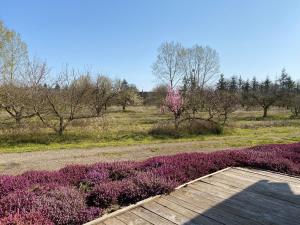 Le Gite De L'etoile Du Jour في Neung-sur-Beuvron: حديقة فيها ورد ارجواني وممشى خشبي