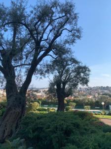 two trees in a park with a city in the background at Studio with a panoramic view at the last floor of the residence with a pool in Antibes
